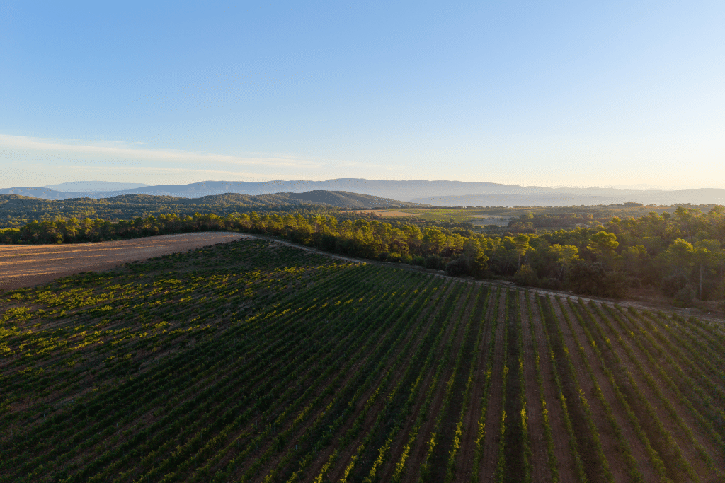 Vendanges 2026 - VincentAGNES