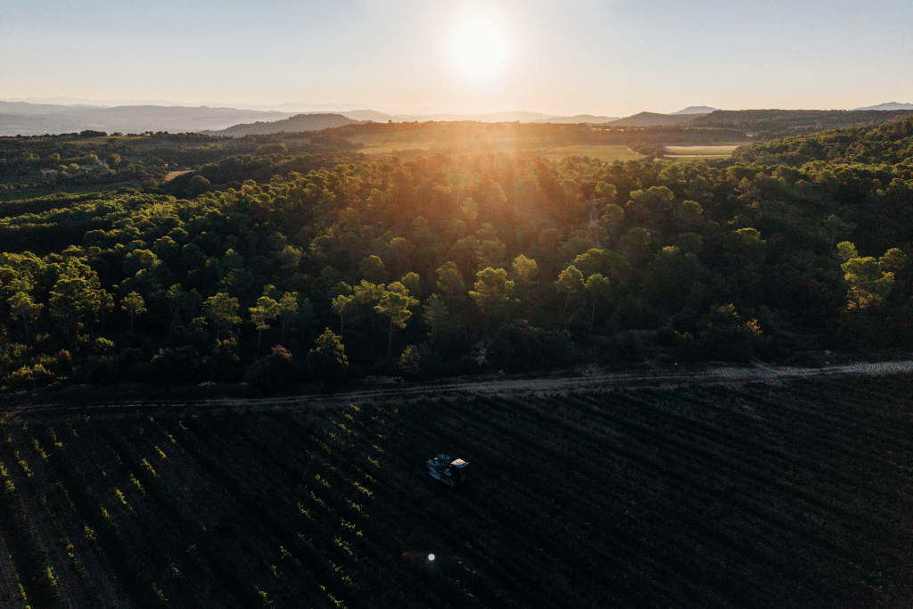 Vendanges 2026 - VincentAGNES