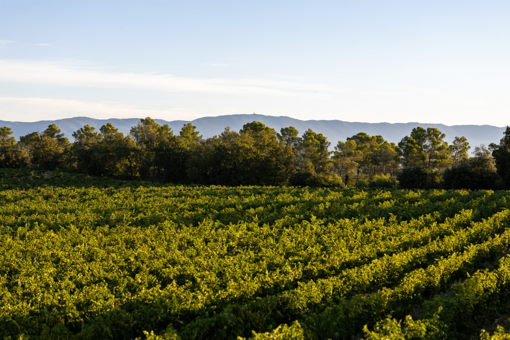 Vendanges 2026 - VincentAGNES