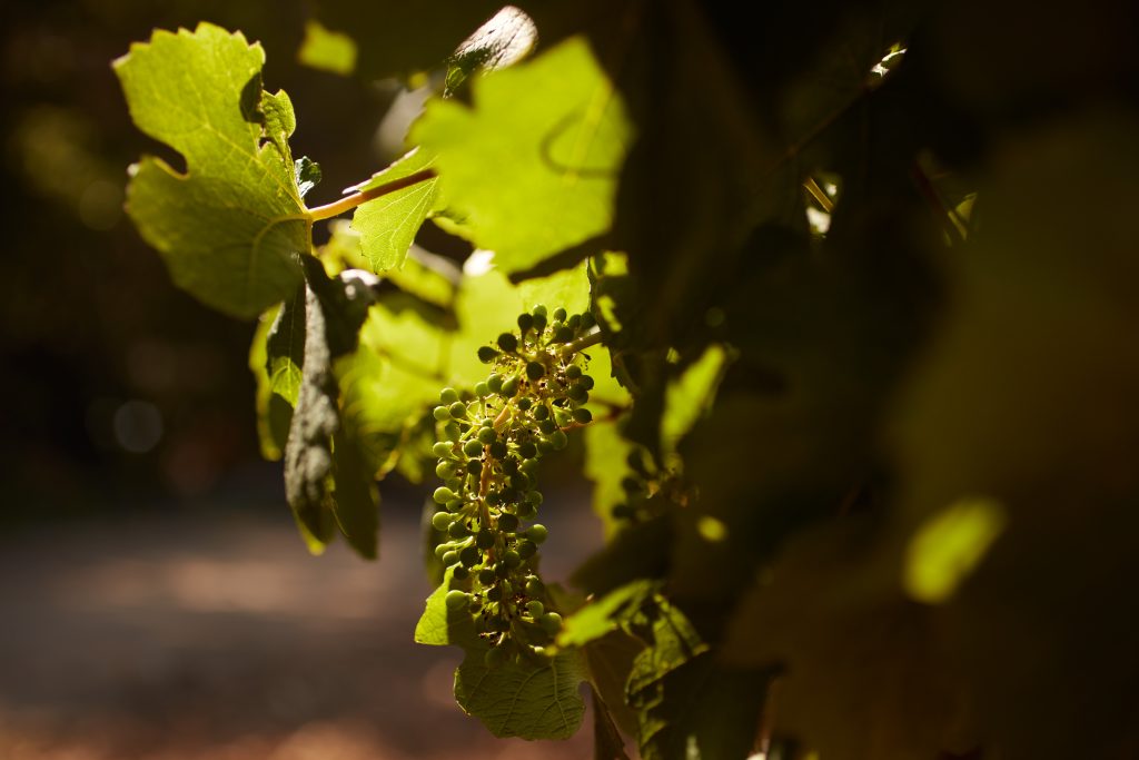 CHATEAU DU SEUIL 2016