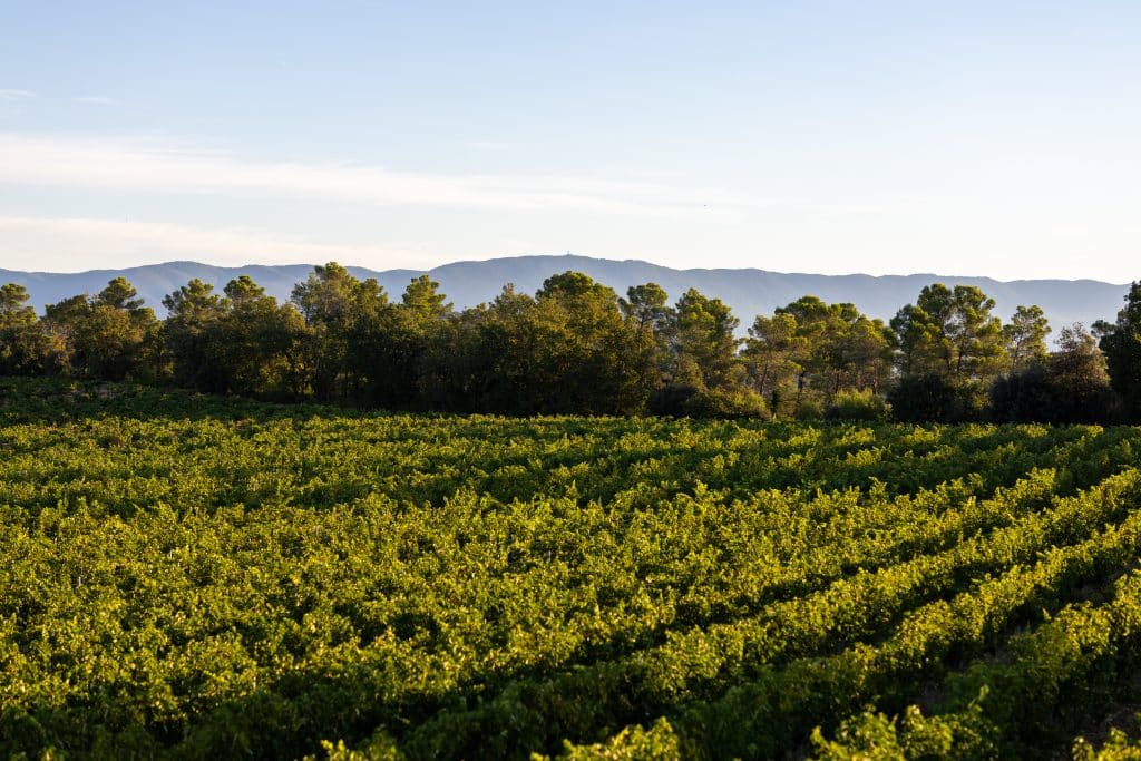 Vendanges 2026 - VincentAGNES-21