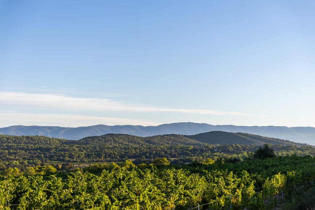Vendanges 2026 - VincentAGNES-34