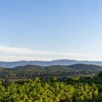 Vendanges 2026 - VincentAGNES-34