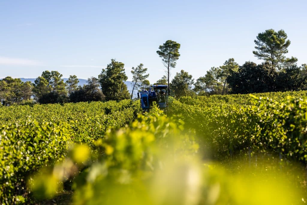 Vendanges 2026 - VincentAGNES-64