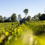 Vendanges 2026 - VincentAGNES-64