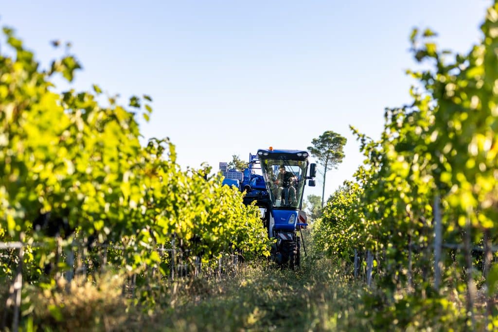 Vendanges 2026 - VincentAGNES-65