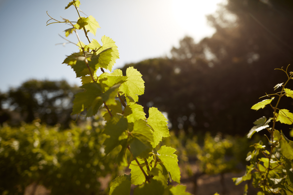 Vignes Château du Seuil